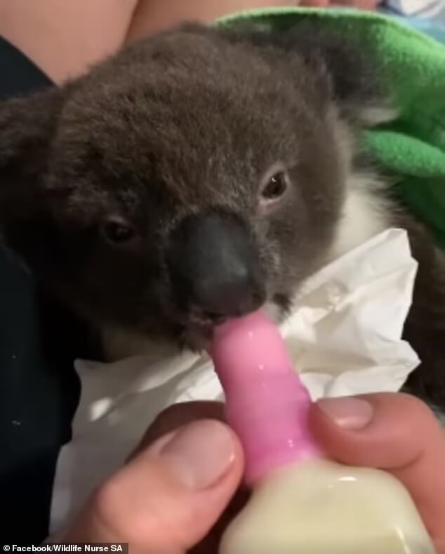 Rescue-adorable-koala-Cherry