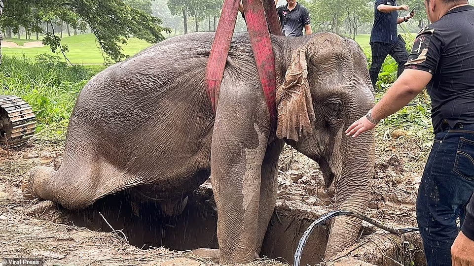 vets-save-mother-elephant