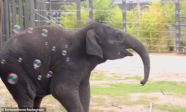 cute-baby-elephant-plays-with-bubbles