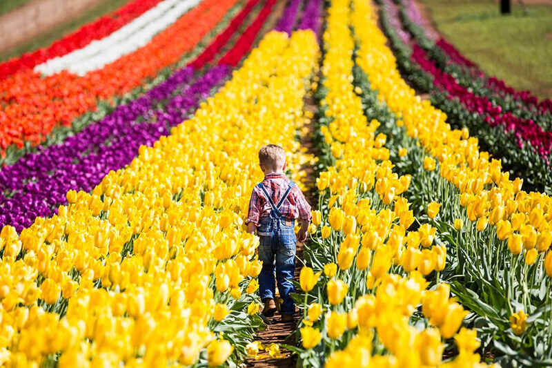Tesselaar-Tulip-Festival