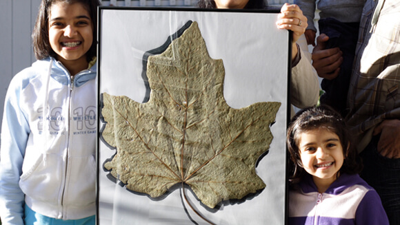 biggest-maple-leaf-World-Record
