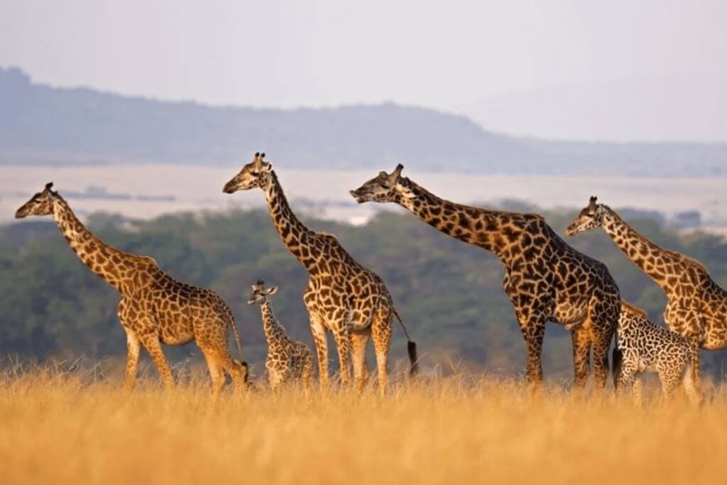 african-giraffe