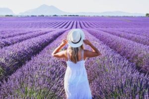 Lavender-Farms-In-Tasmania