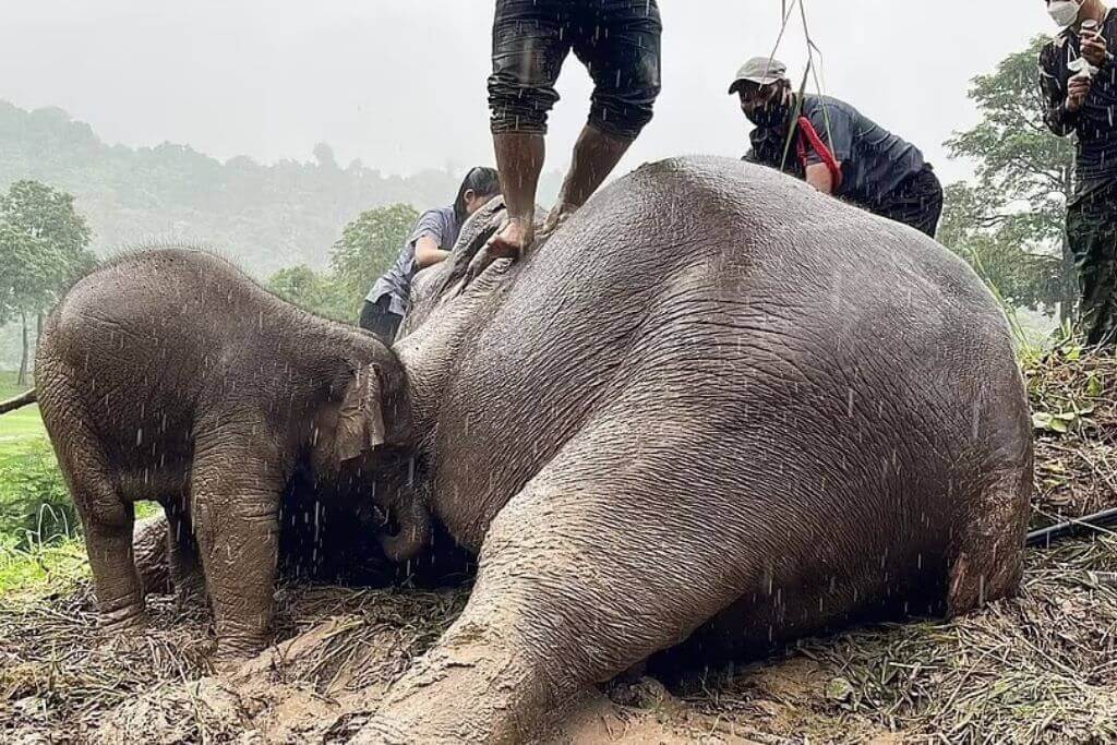 rescue-mother-and-baby-elephant