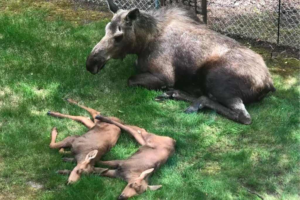 Mama-Moose-Twin-Calves