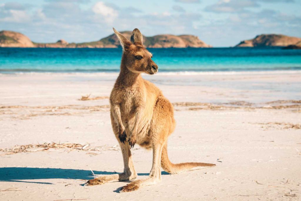 kangaroo-whitsundays