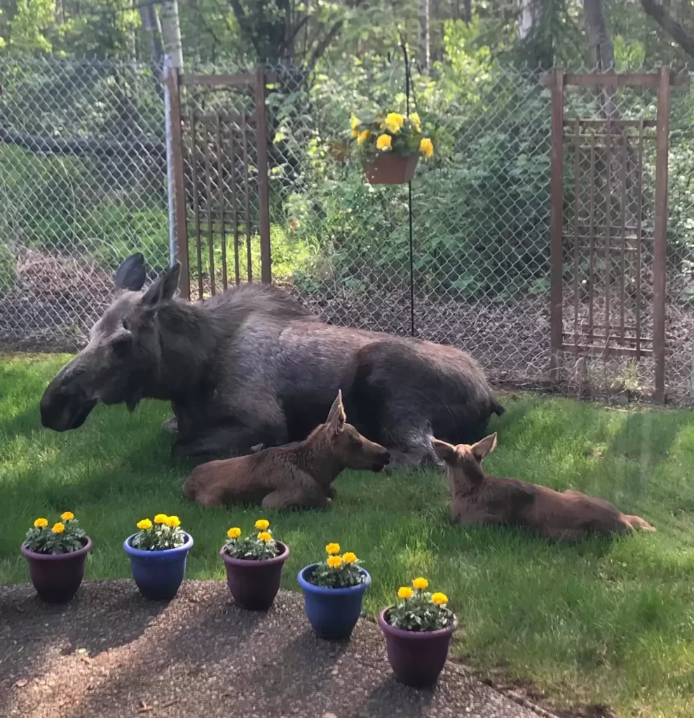 Mama-Moose-Twin-Calves