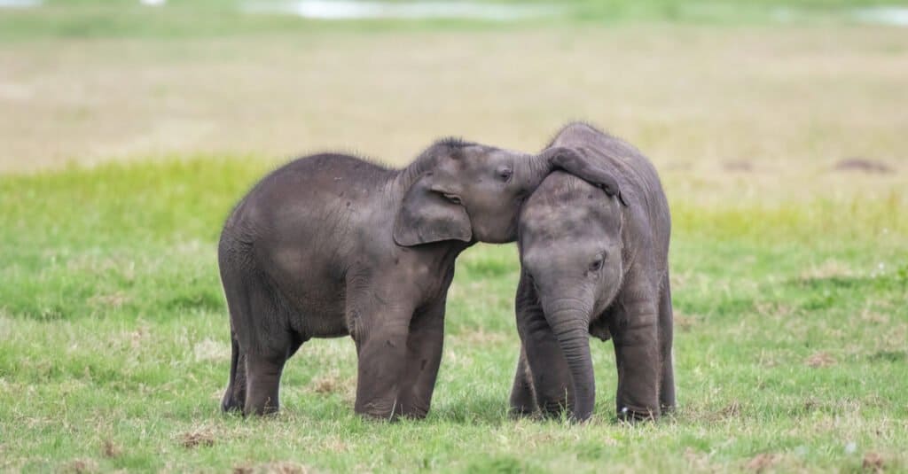 elephant-twins-born-in-kenya