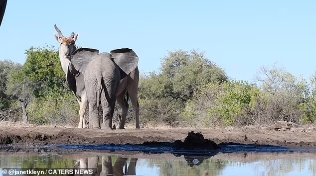 Baby Elephants Charge At A Huge Antelope With All Their Strength