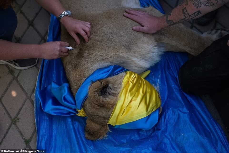rescue-lion-Ukrainian-zoo