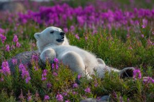 canada-polar-bear