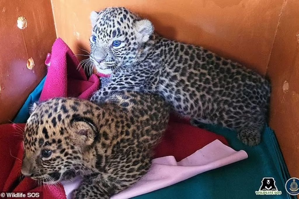 lost-leopard-cubs