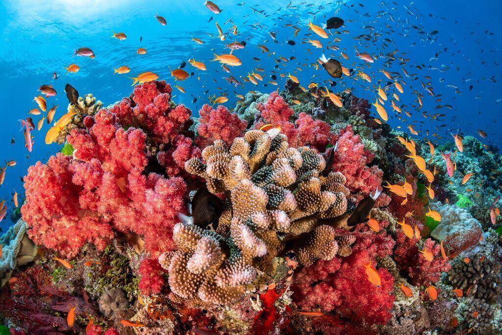 facts-about-great-barrier-reef-australia