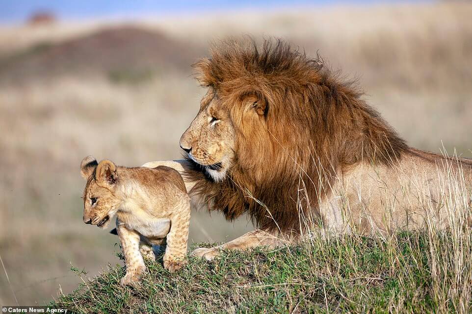 lion-cub-hug-father