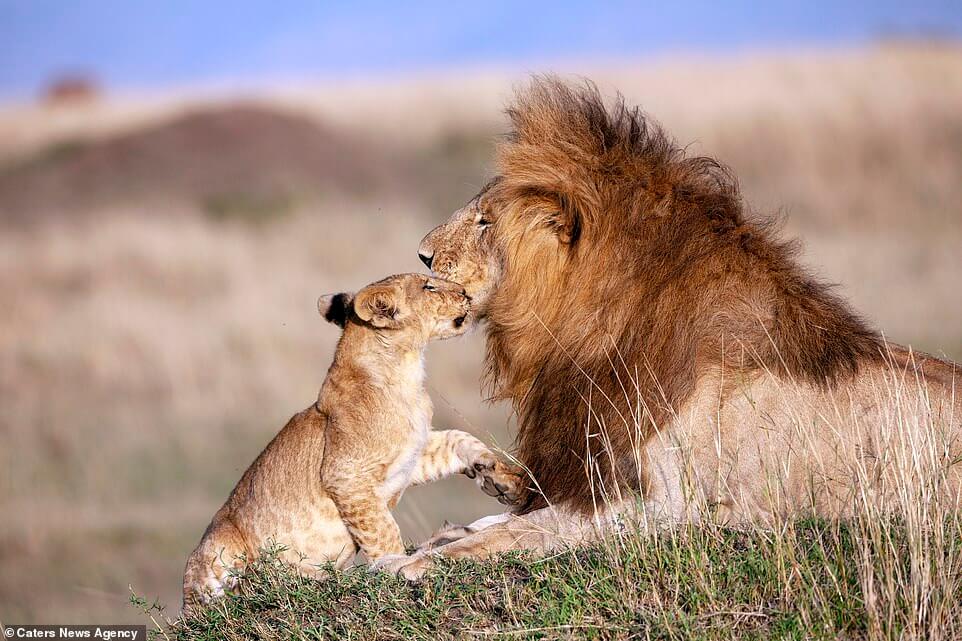 lion-cub-hug-father