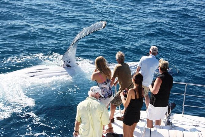 see-whales-in-Broome-attractions