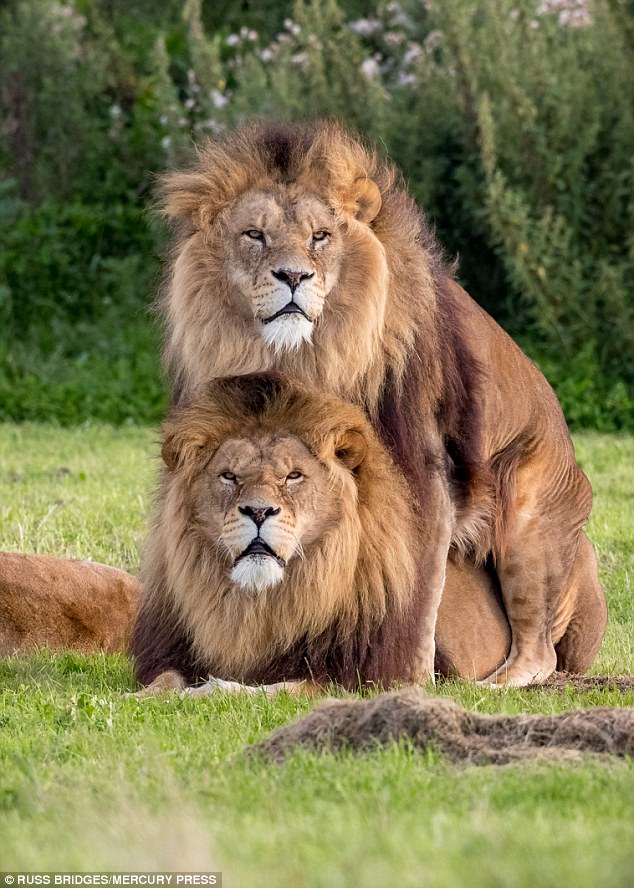 male-lions-gay