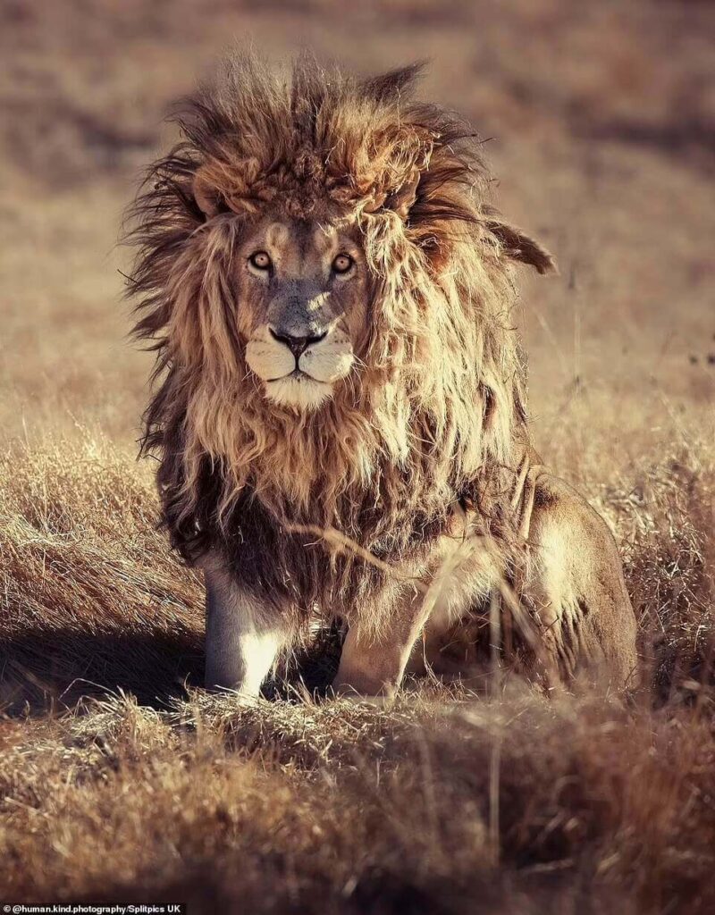 africa jungle lion