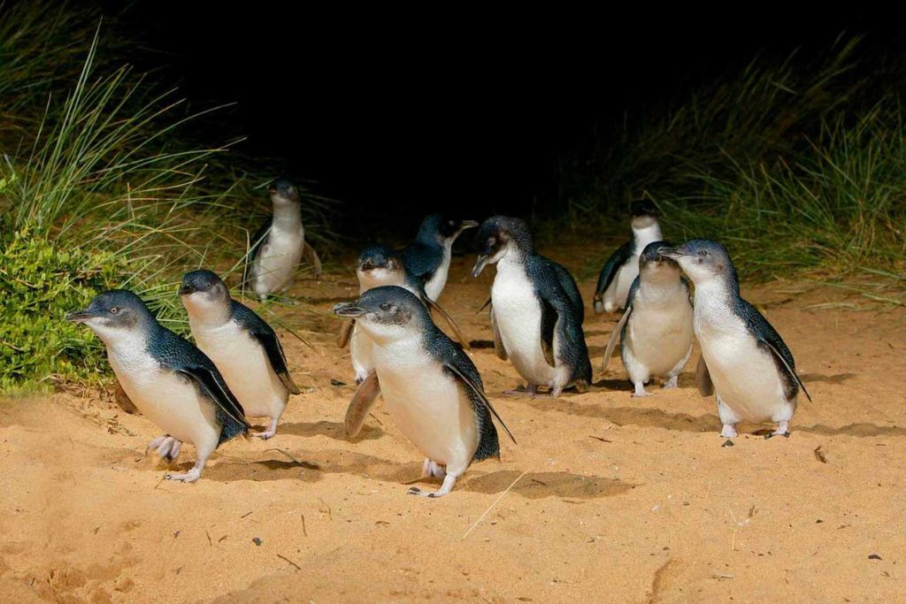 Penguin-Parade-phillip-island-attractions