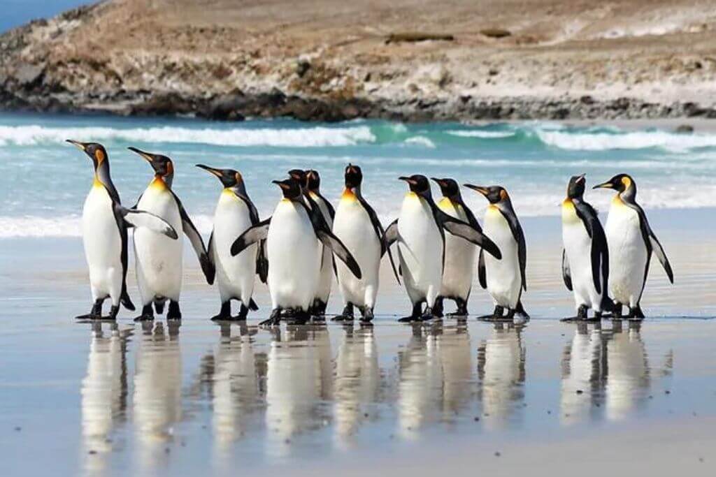 Penguins-Land