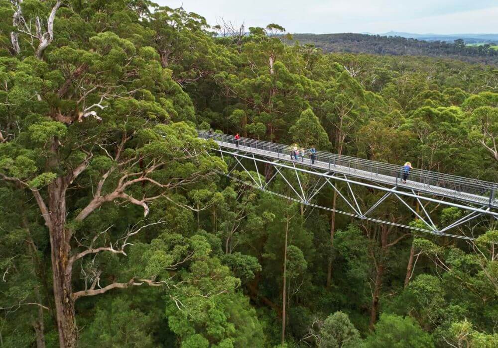 Giants-Treetop-Walk-australia