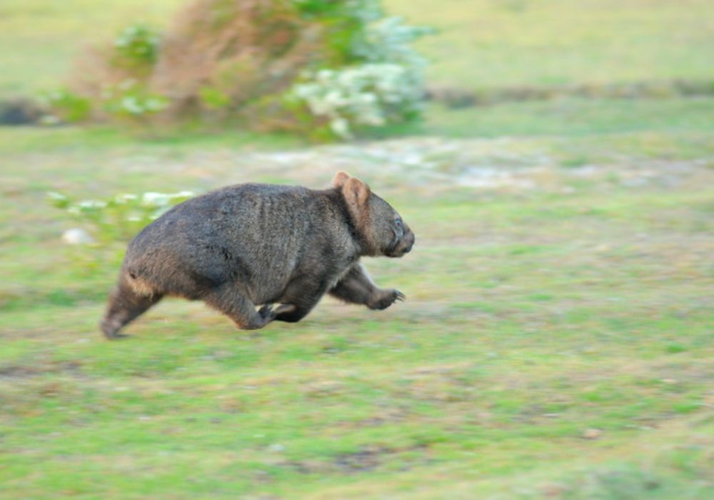 Wombat-fun-facts