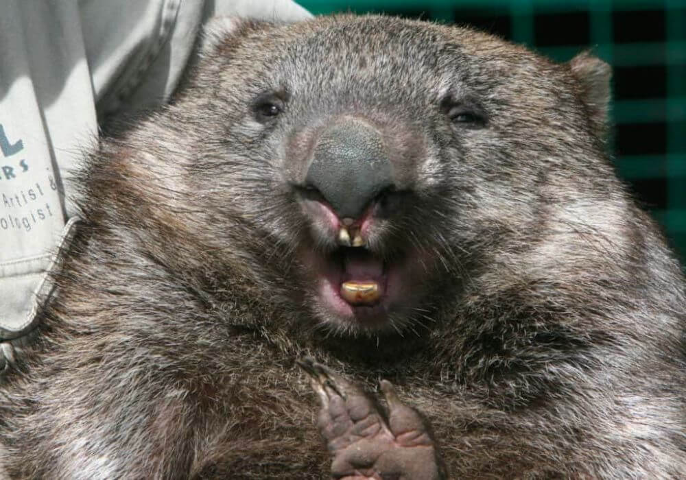 Wombat-teeth