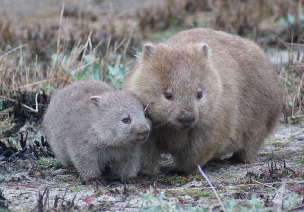 Wombat-fun-facts
