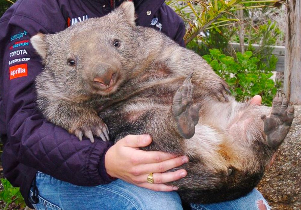 Wombat-australia