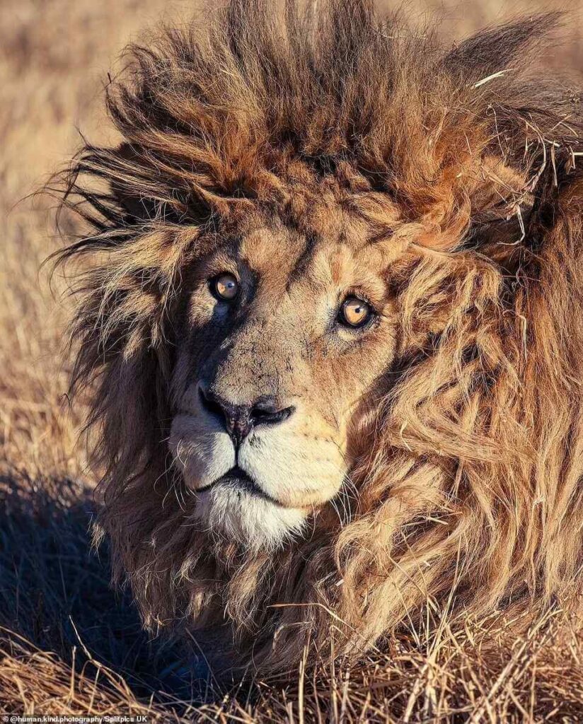 africa-jungle-lion