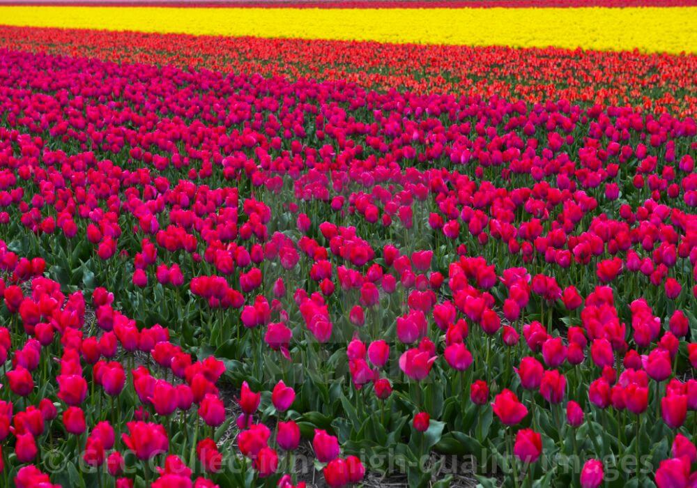 Noordwijkerhout-tulips