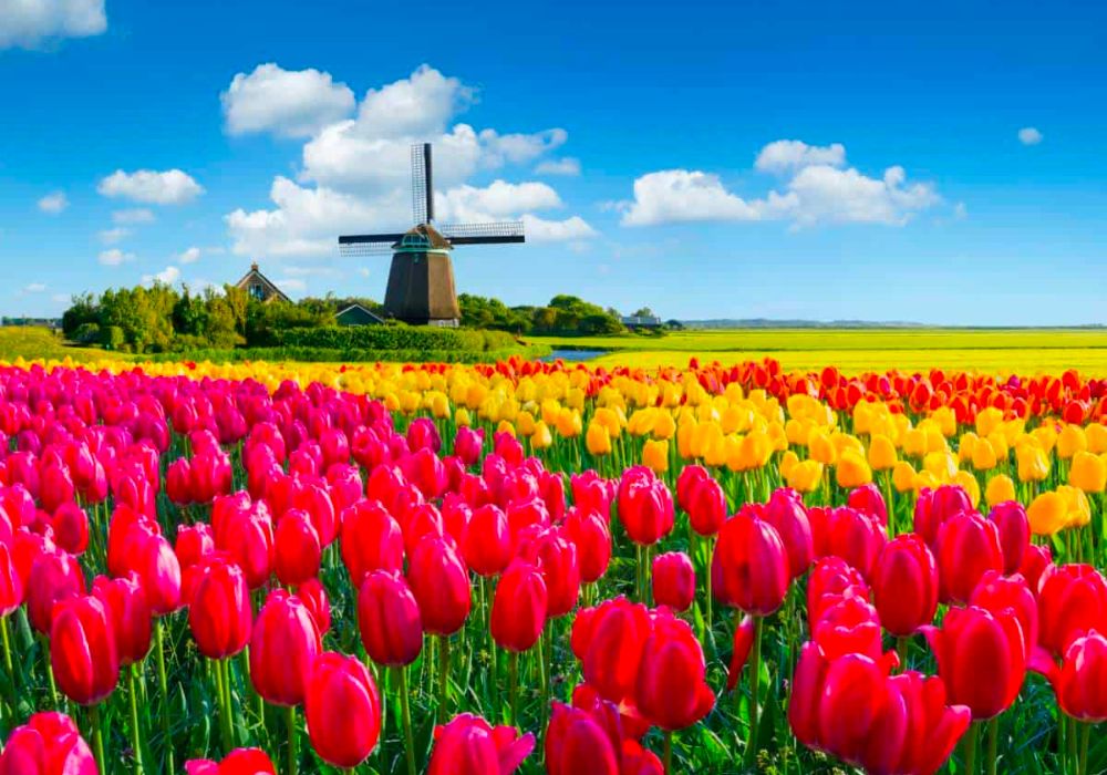 tulip-fields-netherlands