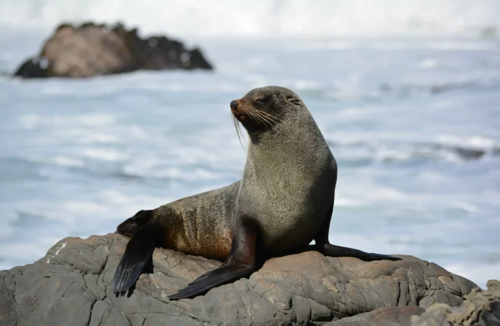 New-Zealand-Fur-Seals