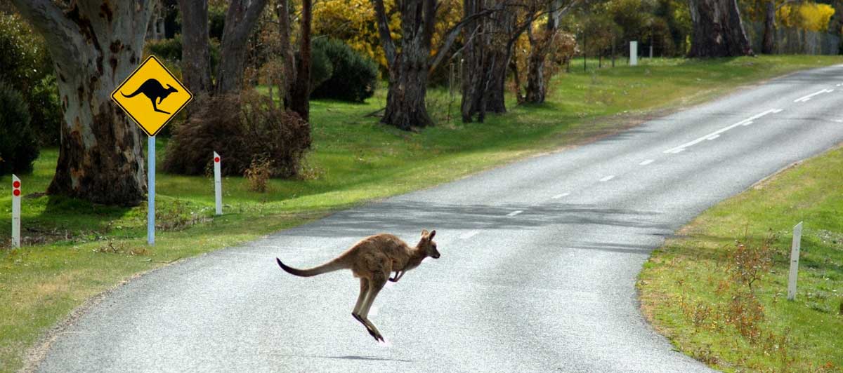 Animals-South-Australia