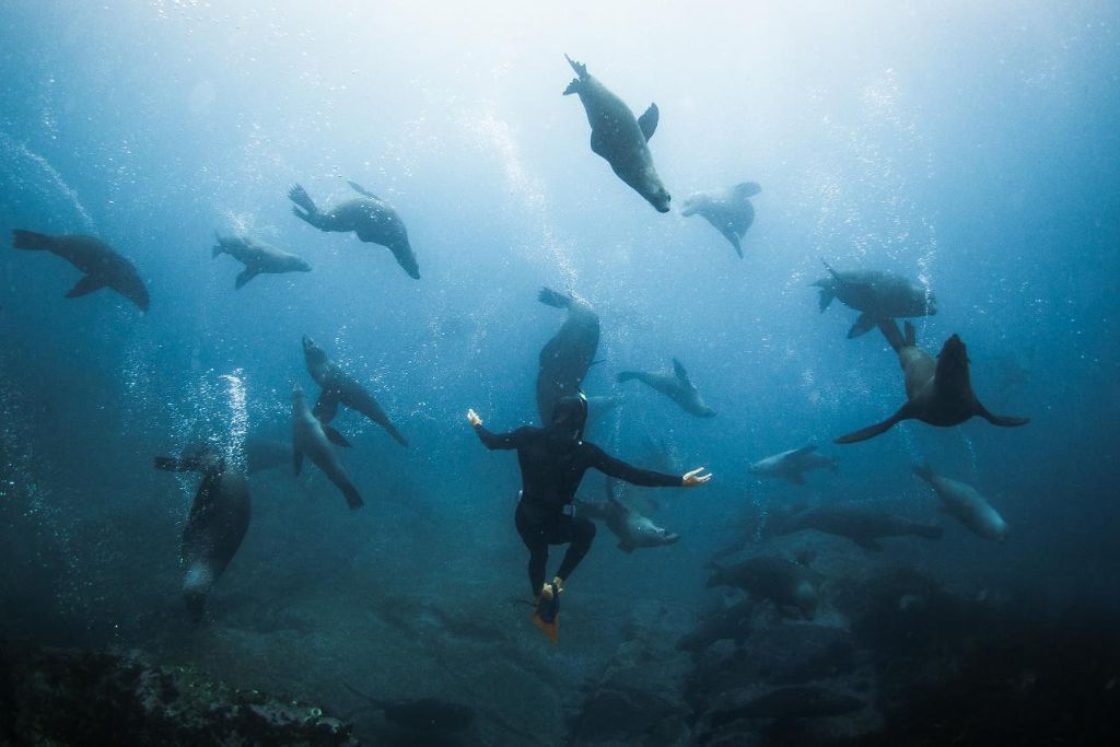 Scuba-dive-with-seals
