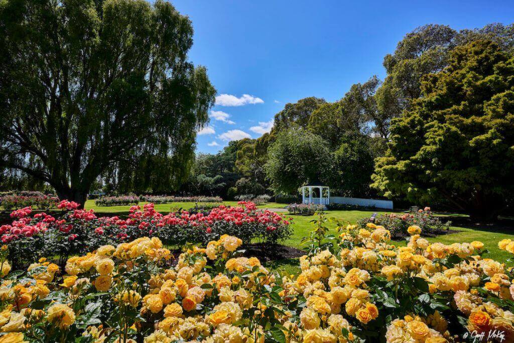 Rose-Gardens-best-attraction-places-of-interest-in-palmerston-north