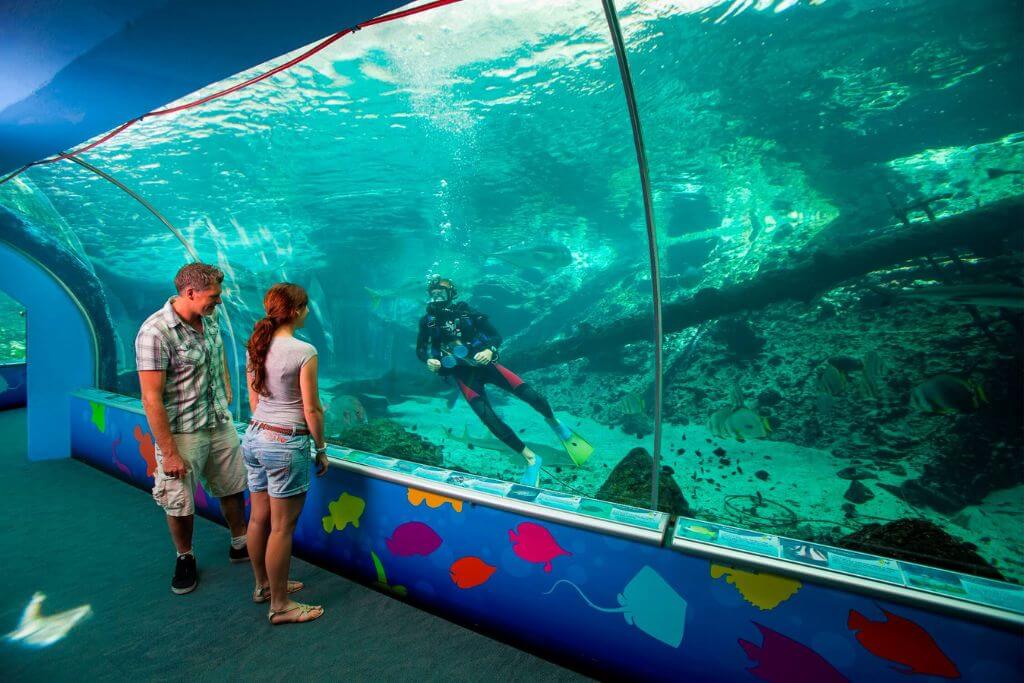 Reef-HQ-Aquarium-things-to-do-in-Townsville