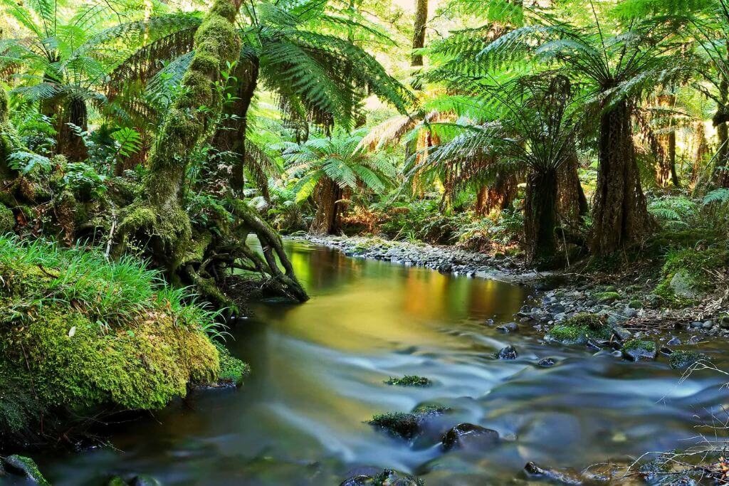 Wollongong-Minnamurra-rainforest