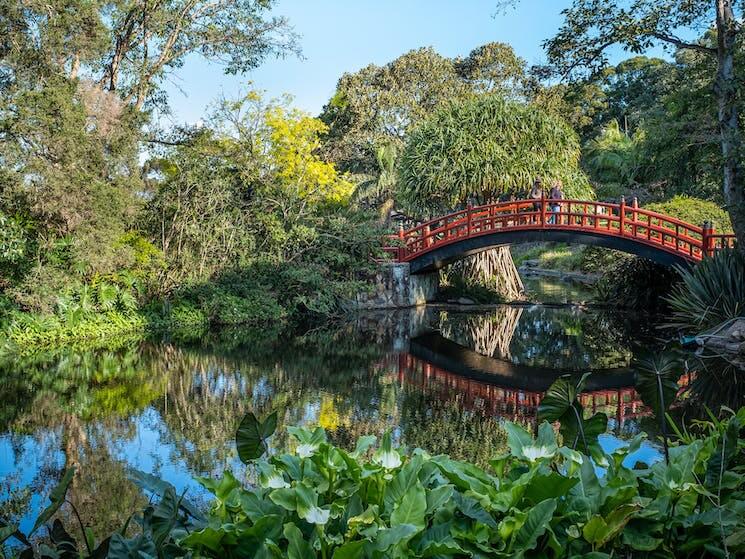 Wollongong-Botanic-Gardens