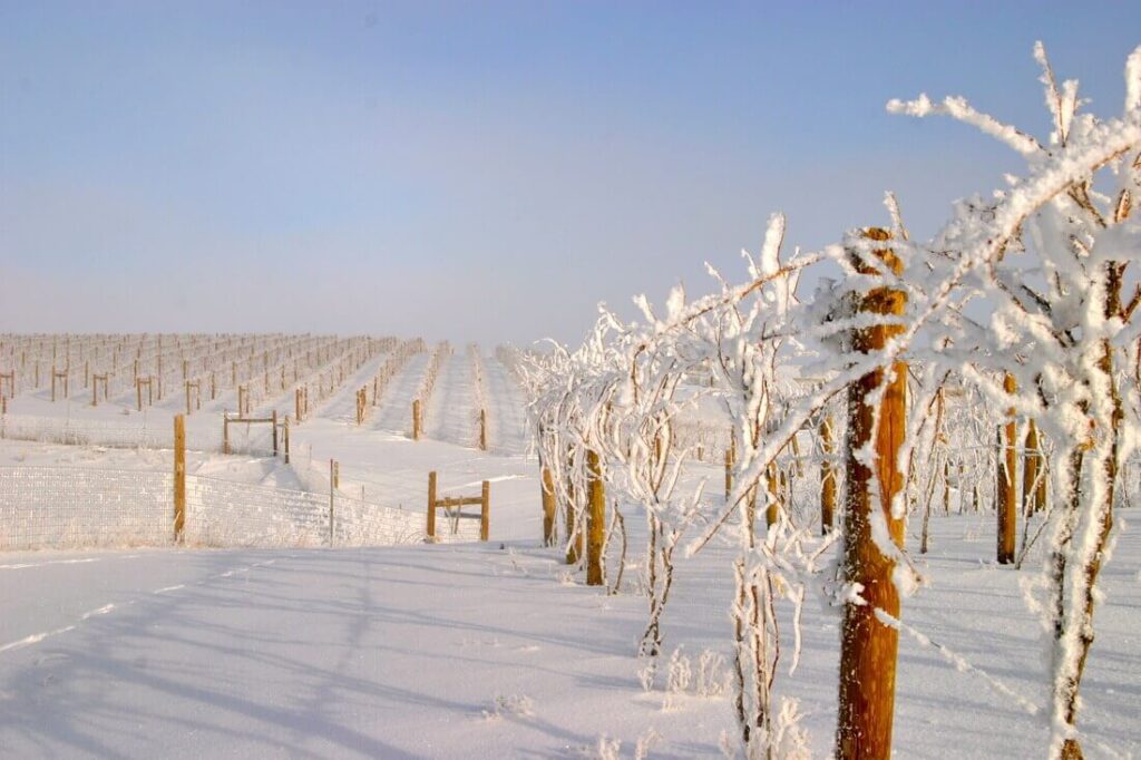 vineyards-in-winter