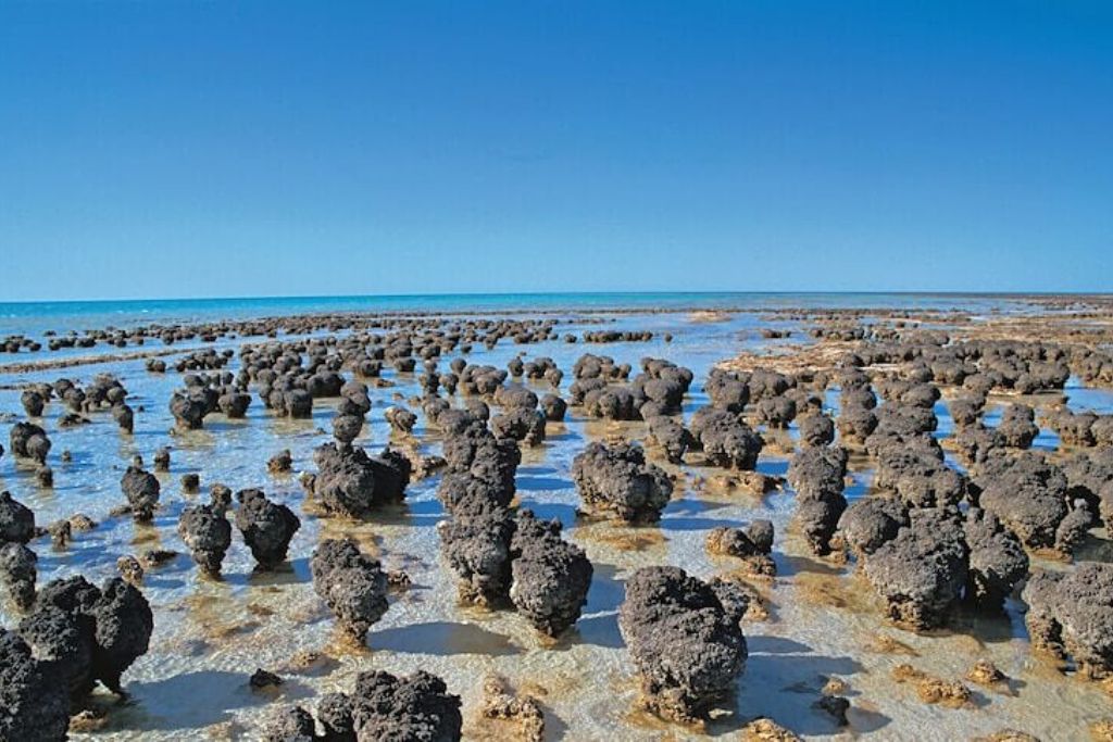shark-bay-stromatolites