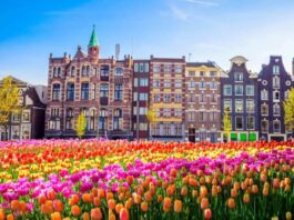 tulip-festival-amsterdam