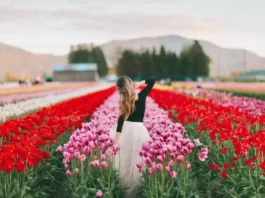 Tasc-Tulip-Farm