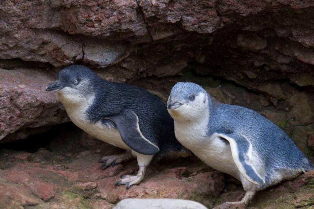 Pohatu-Penguins