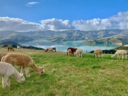 Shamarra-Alpacas