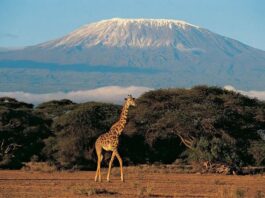 Mount-Kilimanjaro