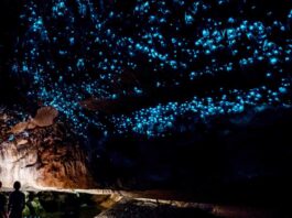 glowworm-caves-new-zealand