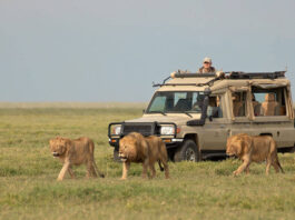 Serengeti-National-Park