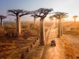 Avenue-of-the-Baobabs