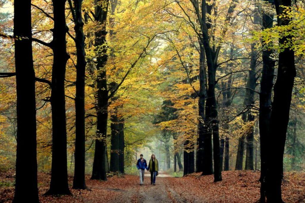 Austerlitz-forest-walk